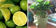 como plantar limón en una taza